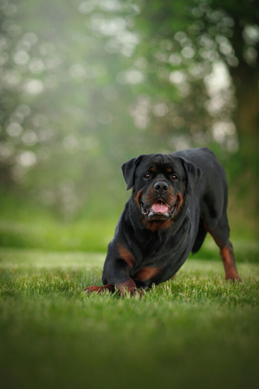 A Rottweiler running through grass.